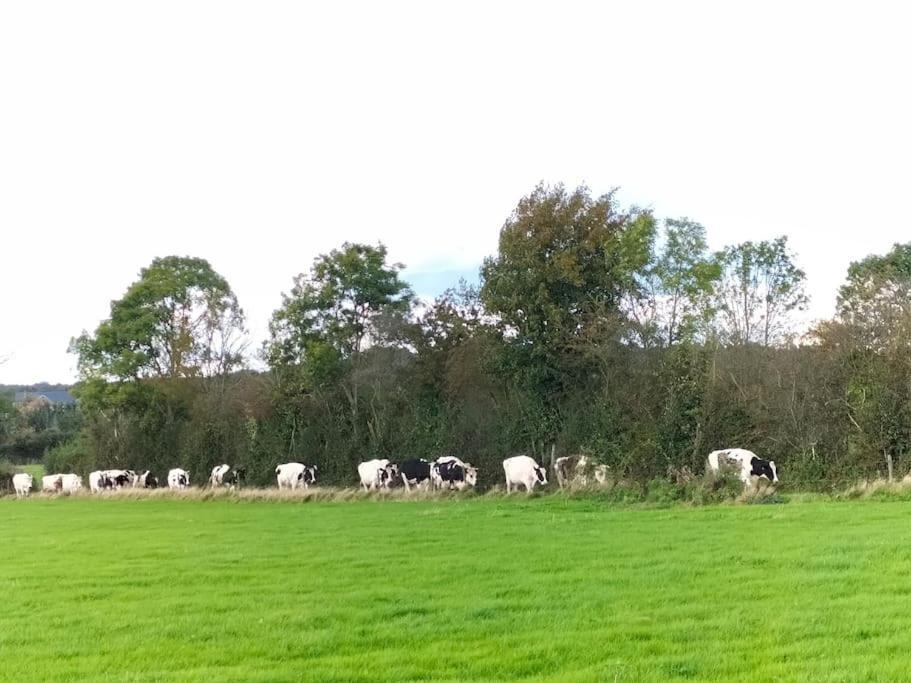 Gite La Dame Au Lit Gite A La Ferme Momignies Zewnętrze zdjęcie